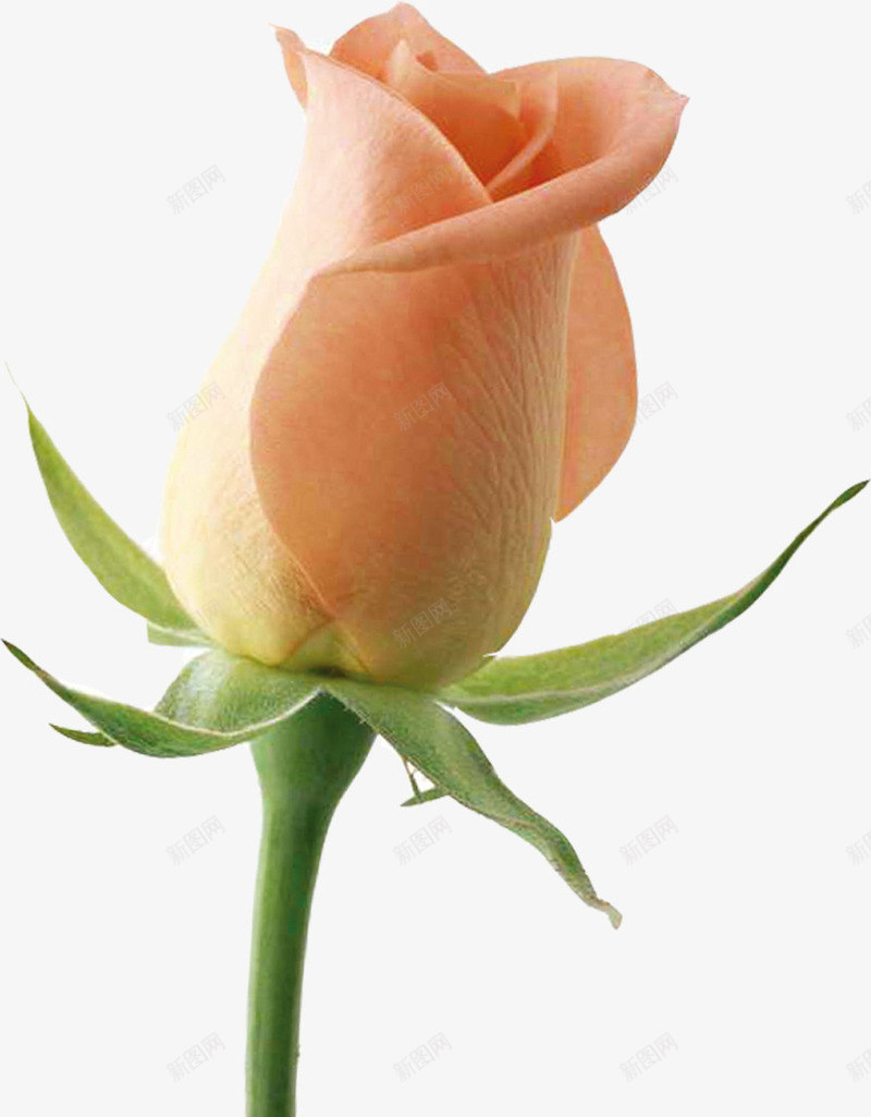 红玫瑰效果摄影花朵png免抠素材_新图网 https://ixintu.com 摄影 效果 玫瑰 花朵 设计