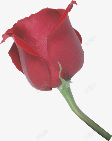 红色带刺的玫瑰清晰玫瑰png免抠素材_新图网 https://ixintu.com 带刺 清晰 玫瑰 红色