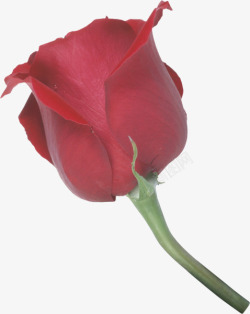 红色带刺的玫瑰清晰玫瑰素材