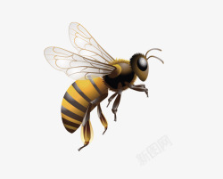 一只蜜蜂素材