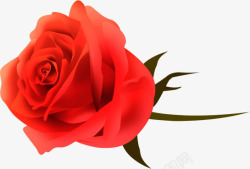 红色手绘玫瑰花朵装饰素材