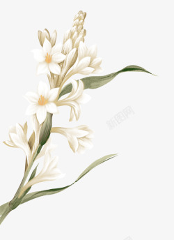 手绘白色花簇素材
