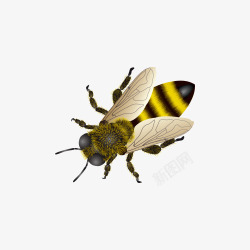 手绘黄蜂小蜜蜂高清图片