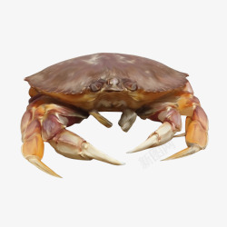 甲壳类动物螃蟹动物高清图片