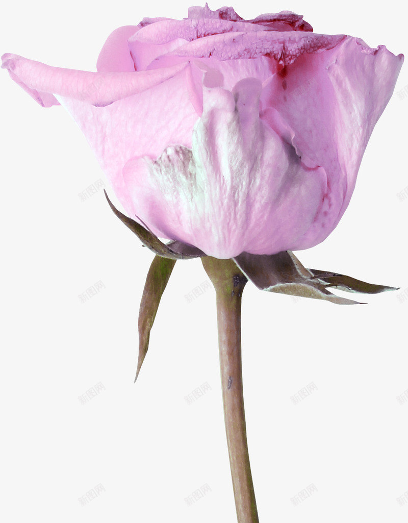 一束花朵png免抠素材_新图网 https://ixintu.com 摆设 玫瑰花 粉红色 花朵
