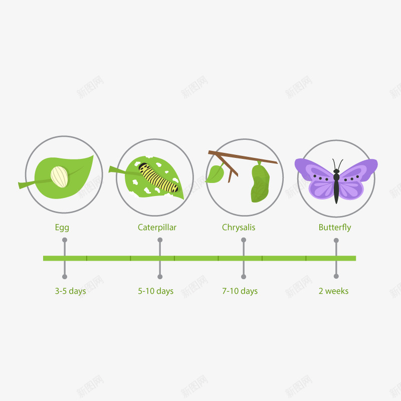 蝴蝶蜕变png免抠素材_新图网 https://ixintu.com 季节 时间 毛毛虫 过程
