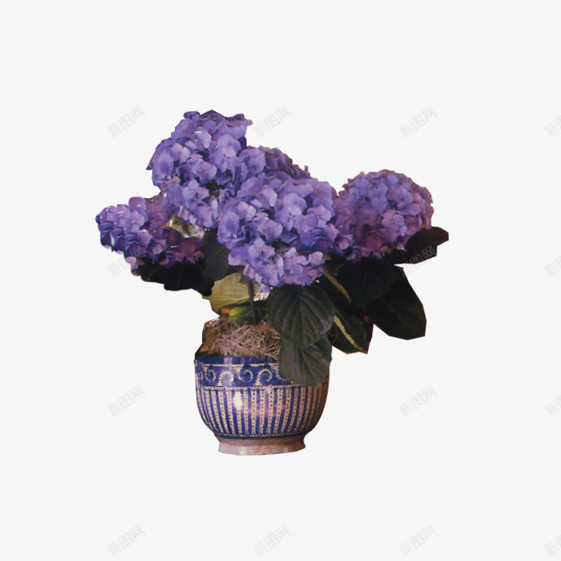 紫色花朵png免抠素材_新图网 https://ixintu.com 一盆花 紫色 花盆 陶瓷花盆