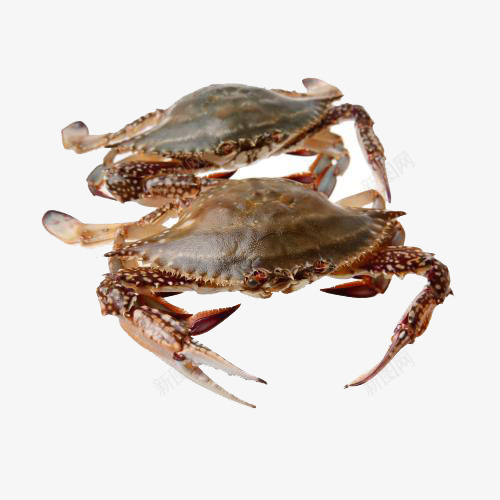 海产螃蟹png免抠素材_新图网 https://ixintu.com 产品实物 海产螃蟹 螃蟹 野生螃蟹