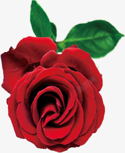 红色玫瑰七夕画报素材