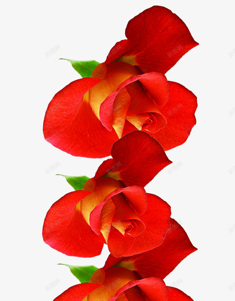 红色新鲜玫瑰花朵png免抠素材_新图网 https://ixintu.com 新鲜 玫瑰 红色 花朵