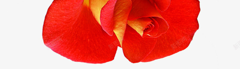 红色新鲜玫瑰花朵png免抠素材_新图网 https://ixintu.com 新鲜 玫瑰 红色 花朵