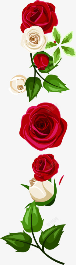 浪漫白红玫瑰花朵素材