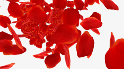 红色玫瑰花飘落的花瓣素材