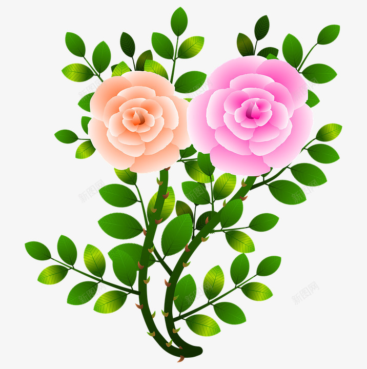 绘制春天里两朵粉红的玫瑰花psd免抠素材_新图网 https://ixintu.com 春天 玫瑰花 粉红 绘制