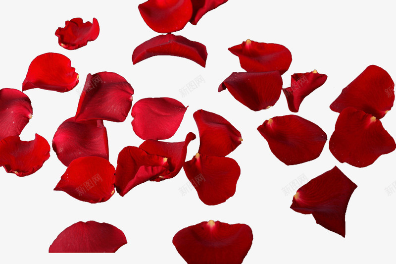 红色新鲜玫瑰花瓣png免抠素材_新图网 https://ixintu.com 新鲜 玫瑰 红色 花瓣