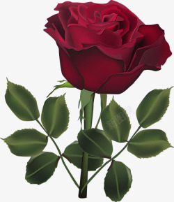 深红色玫瑰花深红色玫瑰花高清图片