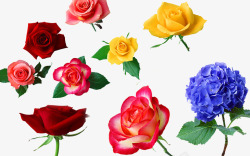 蓝红玫瑰装饰画红黄粉蓝玫瑰花高清图片