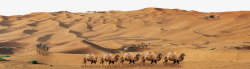 沙漠骆驼队骆驼队沙沙漠高清图片