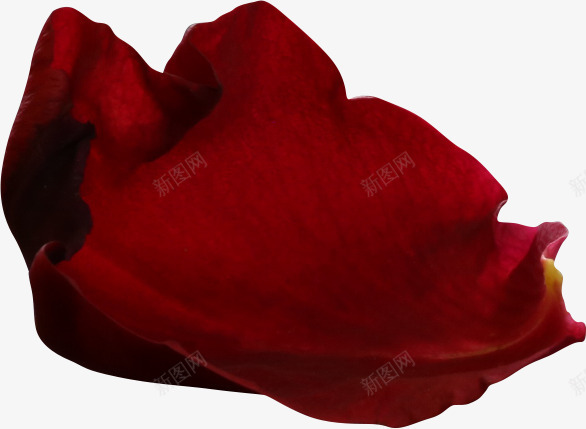 卡通手绘美丽的花瓣png免抠素材_新图网 https://ixintu.com 创意 卡通 手绘 玫瑰花瓣 红色的花瓣 美丽的花瓣