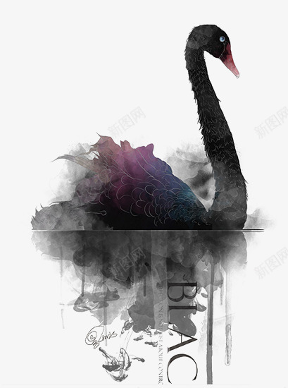 黑色的天鹅片png免抠素材_新图网 https://ixintu.com 创意黑天鹅图片 天鹅倒影 水中的天鹅图片 黑天鹅