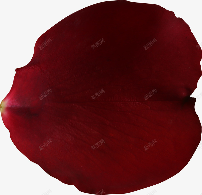 卡通手绘红色花瓣png免抠素材_新图网 https://ixintu.com 创意 卡通 手绘 玫瑰花瓣 红色的花瓣 美丽的花瓣