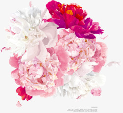 粉色白色绽放花朵素材