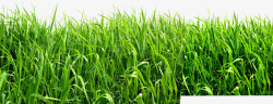 绿色清新环保草地风光素材