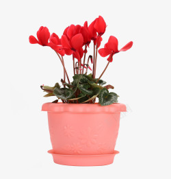 花盆种植彩色塑料花盆种植花高清图片