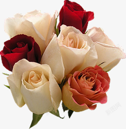 清新红白色玫瑰花朵装饰png免抠素材_新图网 https://ixintu.com 清新 玫瑰 白色 花朵 装饰