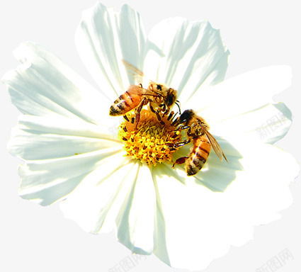 白色花朵植物蜜蜂png免抠素材_新图网 https://ixintu.com 植物 白色 花朵 蜜蜂