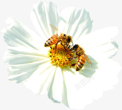 白色花朵植物蜜蜂素材
