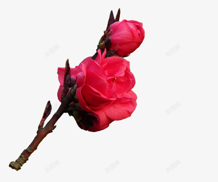 红色花朵玫瑰花装饰png免抠素材_新图网 https://ixintu.com 玫瑰花 红色 花朵 装饰
