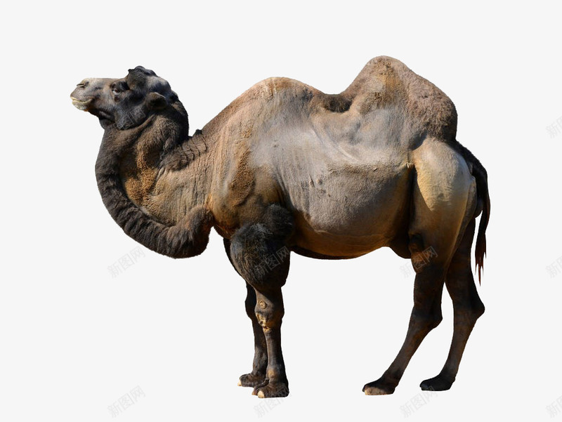 实拍骆驼png免抠素材_新图网 https://ixintu.com 动物 四条腿的 沙漠动物 背上山峰 驼峰 驼队 骆驼 骆驼科生物