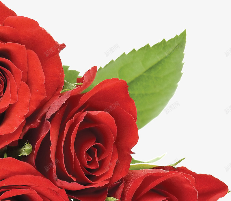 红色热情玫瑰装饰png免抠素材_新图网 https://ixintu.com 热情 玫瑰 红色 装饰