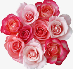 粉玫瑰红玫瑰素材