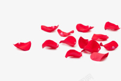 凋零的红色玫瑰花瓣素材