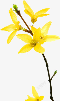黄色优雅花朵美景素材