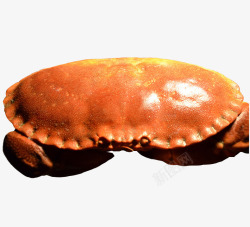 爱尔兰棕蟹爱尔兰黄道蟹高清图片