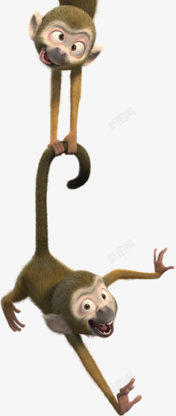 猴子玩耍的猴子抓尾巴猴子素材