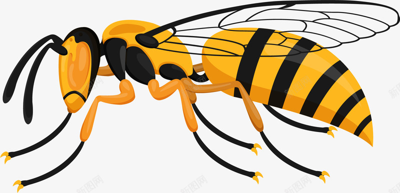写实卡通马蜂矢量图ai免抠素材_新图网 https://ixintu.com 写实 写实的马蜂 卡通 卡通矢量马蜂 卡通风格 扁平风格 蜜蜂种类 矢量图