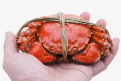 红色美味的食物手捧清蒸大闸蟹实素材