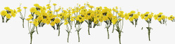 黄色田园风光花朵素材