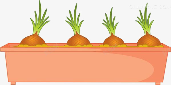 卡通花盆里的葱png免抠素材_新图网 https://ixintu.com 卡通 红色 花盆里的 葱