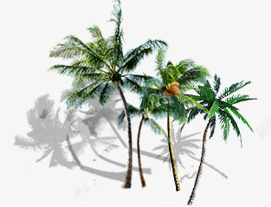 海边椰子树png免抠素材_新图网 https://ixintu.com 椰子 椰子树 椰子树倒影 绿色