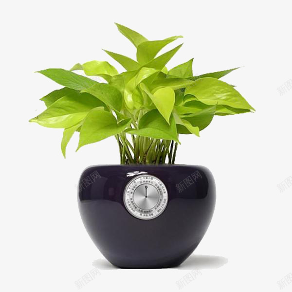 绿色植物摆件装饰png免抠素材_新图网 https://ixintu.com 摆件 植物 绿色 装饰
