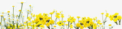 黄色花朵植物美景春天风光素材