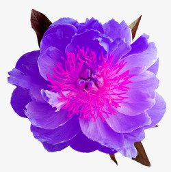 紫色绽放花朵素材