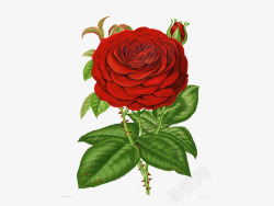 一朵怒放的大红玫瑰素材