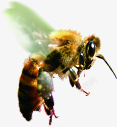 摄影蜜蜂交配的季节素材