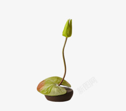 植物摆件绿色素材